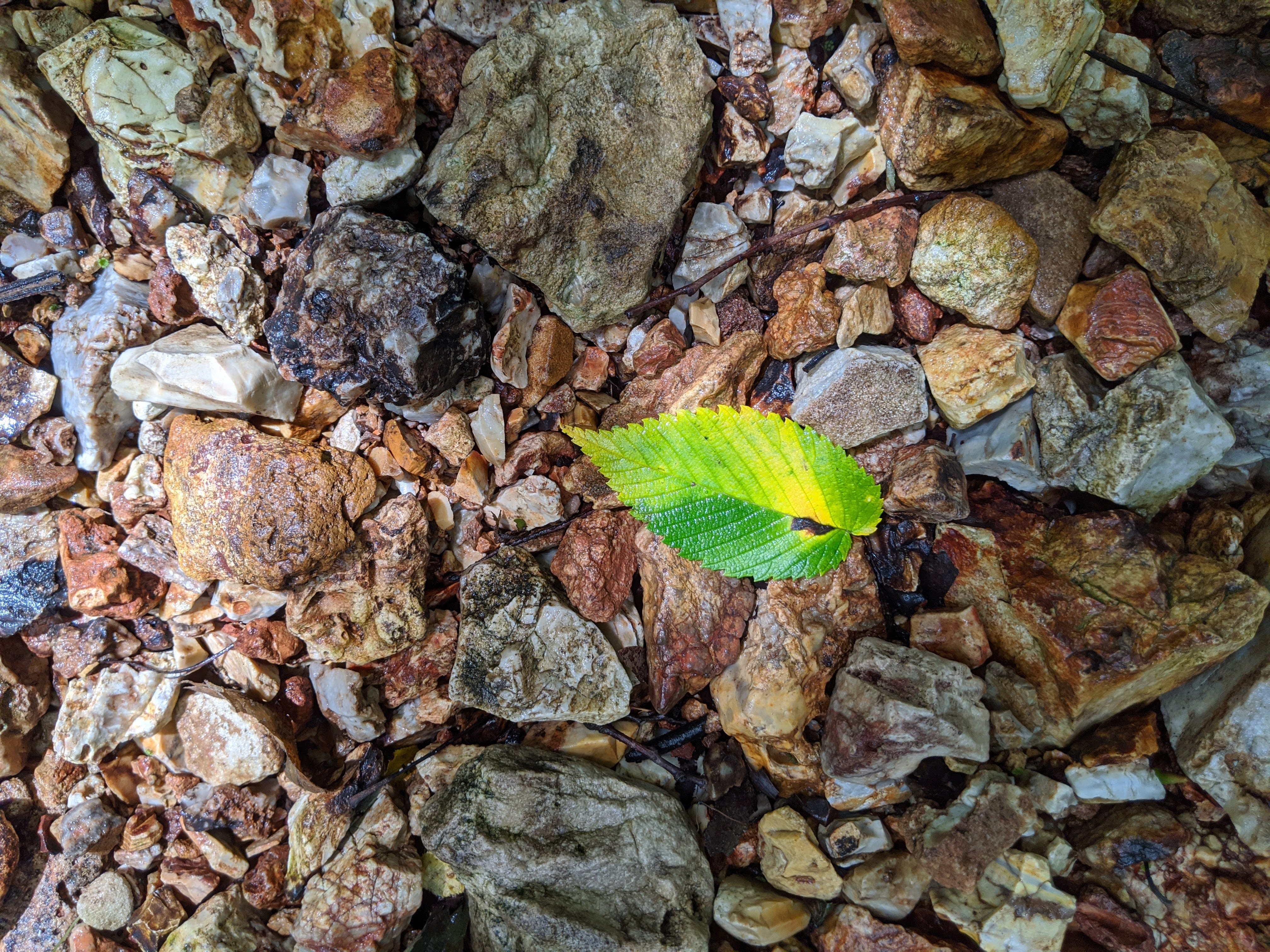 image of a colorful leaf resting on small rocks